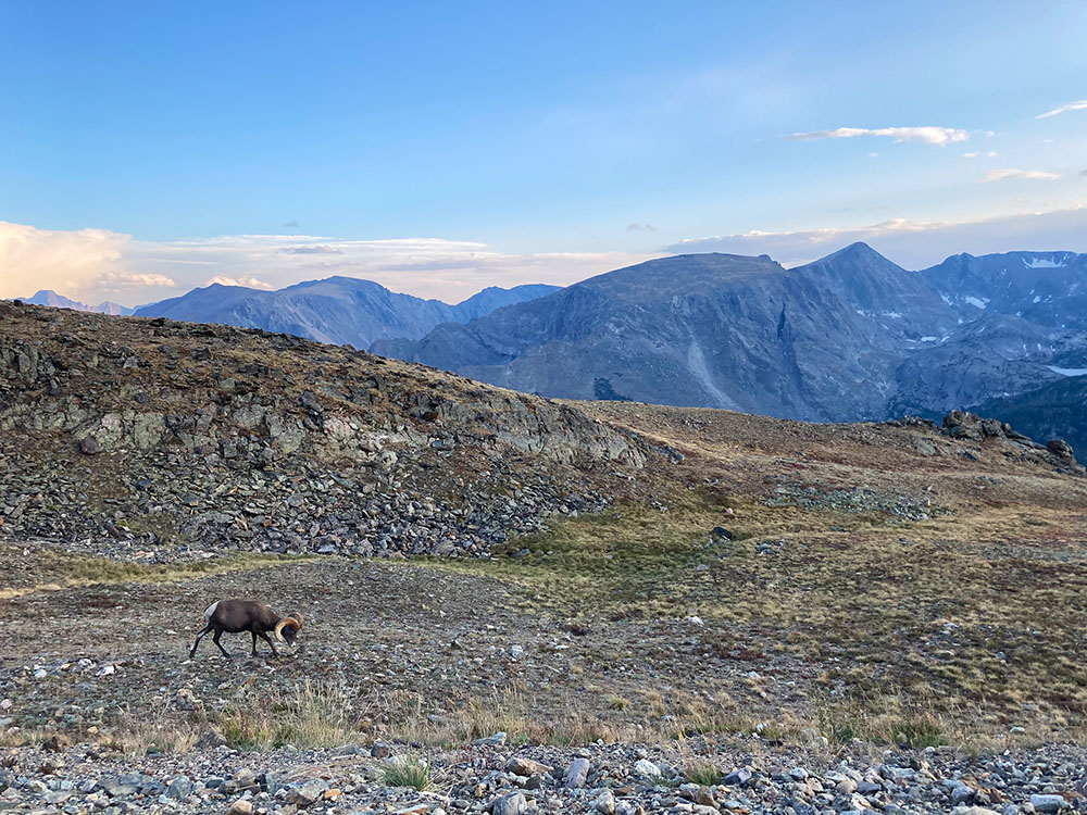 rocky mountain national park goat sunset