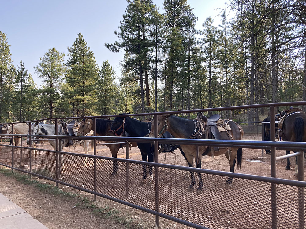 bryce canyon horses